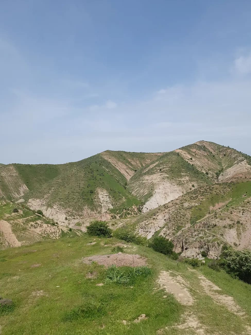 Виноградники